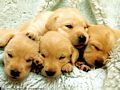 0a_sfondi_animali_01.jpg (3920 byte)