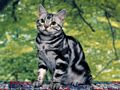 0a_sfondi_animali_11.jpg (3240 byte)
