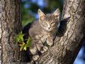 0a_sfondi_animali_03.jpg (3289 byte)