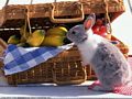0a_sfondi_animali_04.jpg (4214 byte)
