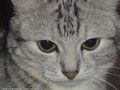0a_sfondi_animali_02.jpg (3126 byte)