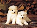 0a_sfondi_animali_05.jpg (4175 byte)