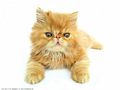 0a_sfondi_animali_04.jpg (4214 byte)