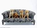 0a_sfondi_animali_08.jpg (3509 byte)