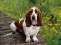 0a_sfondi_animali_11.jpg (3240 byte)