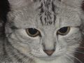 0a_sfondi_animali_07.jpg (4063 byte)