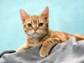 0a_sfondi_animali_04.jpg (4214 byte)