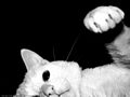 0a_sfondi_animali_10.jpg (3240 byte)