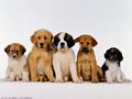 0a_sfondi_animali_09.jpg (3158 byte)