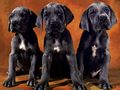 0a_sfondi_animali_09.jpg (3158 byte)