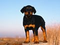 0a_sfondi_animali_04.jpg (4214 byte)