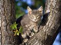 0a_sfondi_animali_07.jpg (4063 byte)