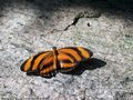 0a_sfondi_animali_06.jpg (3633 byte)