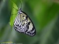 0a_sfondi_animali_01.jpg (3920 byte)
