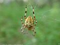 0a_sfondi_animali_03.jpg (3289 byte)