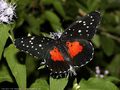 0a_sfondi_animali_09.jpg (3158 byte)