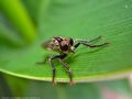 0a_sfondi_animali_03.jpg (3289 byte)