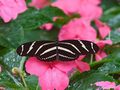 0a_sfondi_animali_01.jpg (3920 byte)