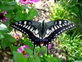 0a_sfondi_animali_05.jpg (4175 byte)