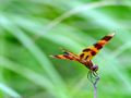 0a_sfondi_animali_06.jpg (3633 byte)