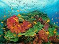 0a_sfondi_animali_05.jpg (4175 byte)