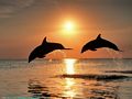0a_sfondi_animali_10.jpg (3240 byte)
