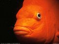 0a_sfondi_animali_05.jpg (4175 byte)