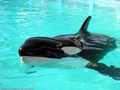 0a_sfondi_animali_08.jpg (3509 byte)