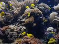 0a_sfondi_animali_03.jpg (3289 byte)
