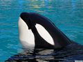 0a_sfondi_animali_03.jpg (3289 byte)