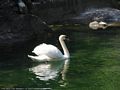 0a_sfondi_animali_04.jpg (4214 byte)