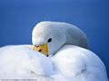 0a_sfondi_animali_10.jpg (3240 byte)