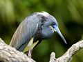 0a_sfondi_animali_06.jpg (3633 byte)
