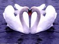 0a_sfondi_animali_01.jpg (3920 byte)