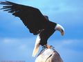 0a_sfondi_animali_03.jpg (3289 byte)