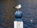 0a_sfondi_animali_05.jpg (4175 byte)