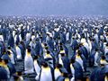 0a_sfondi_animali_06.jpg (3633 byte)