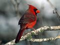 0a_sfondi_animali_06.jpg (3633 byte)
