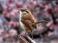 0a_sfondi_animali_06.jpg (3633 byte)