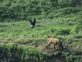 tn_sfondi-animali-06.jpg (3612 byte)