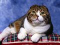 tn_sfondi-gatti-04.jpg (4329 byte)