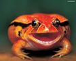 tn_sfondi-animali-05.jpg (3607 byte)
