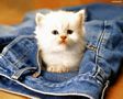 tn_sfondi-animali-03.jpg (2996 byte)