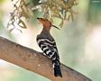 tn_sfondi-animali-02.jpg (1929 byte)