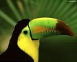 tn_sfondi-animali-01.jpg (5004 byte)