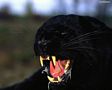 tn_sfondi-animali-01.jpg (5004 byte)