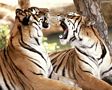 tn_sfondi-animali-04.jpg (3260 byte)