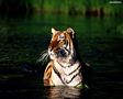 tn_sfondi-animali-06.jpg (3612 byte)