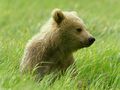 0a_sfondi_animali_05.jpg (4175 byte)