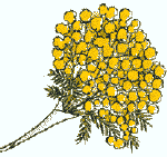 mimosa2.gif (4422 byte)